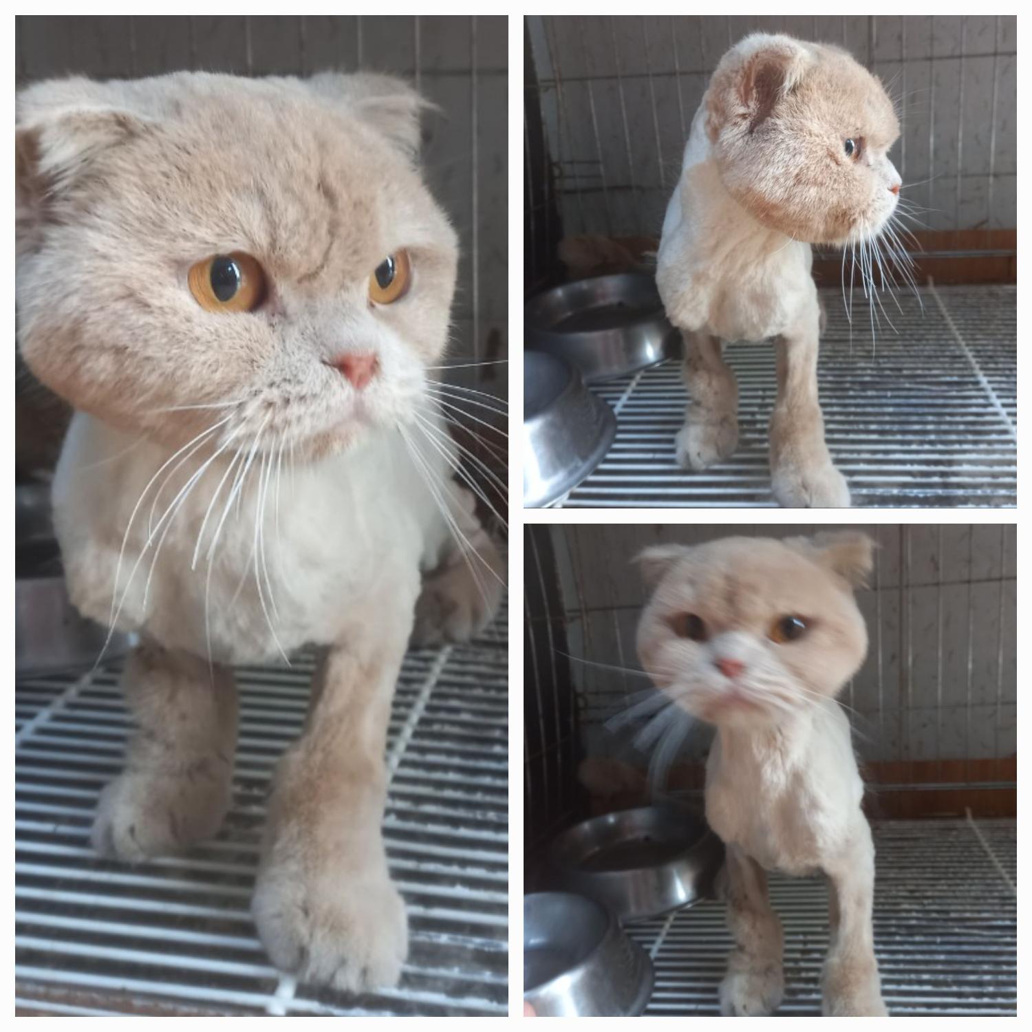스코티시폴드 이미지 파일 입니다.